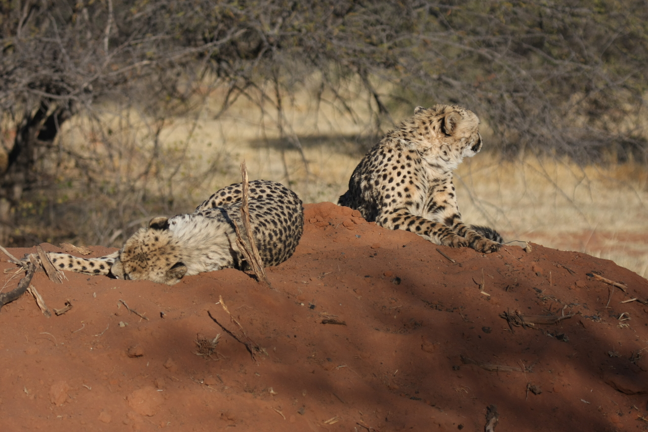 [7005] 2016_06_23_11_08_16_Africa_Canon_EOS_40D_IMG__00562.jpg