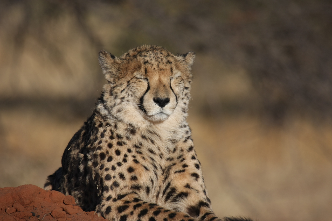 [7031] 2016_06_23_11_08_35_Africa_Canon_EOS_40D_IMG__08851.jpg
