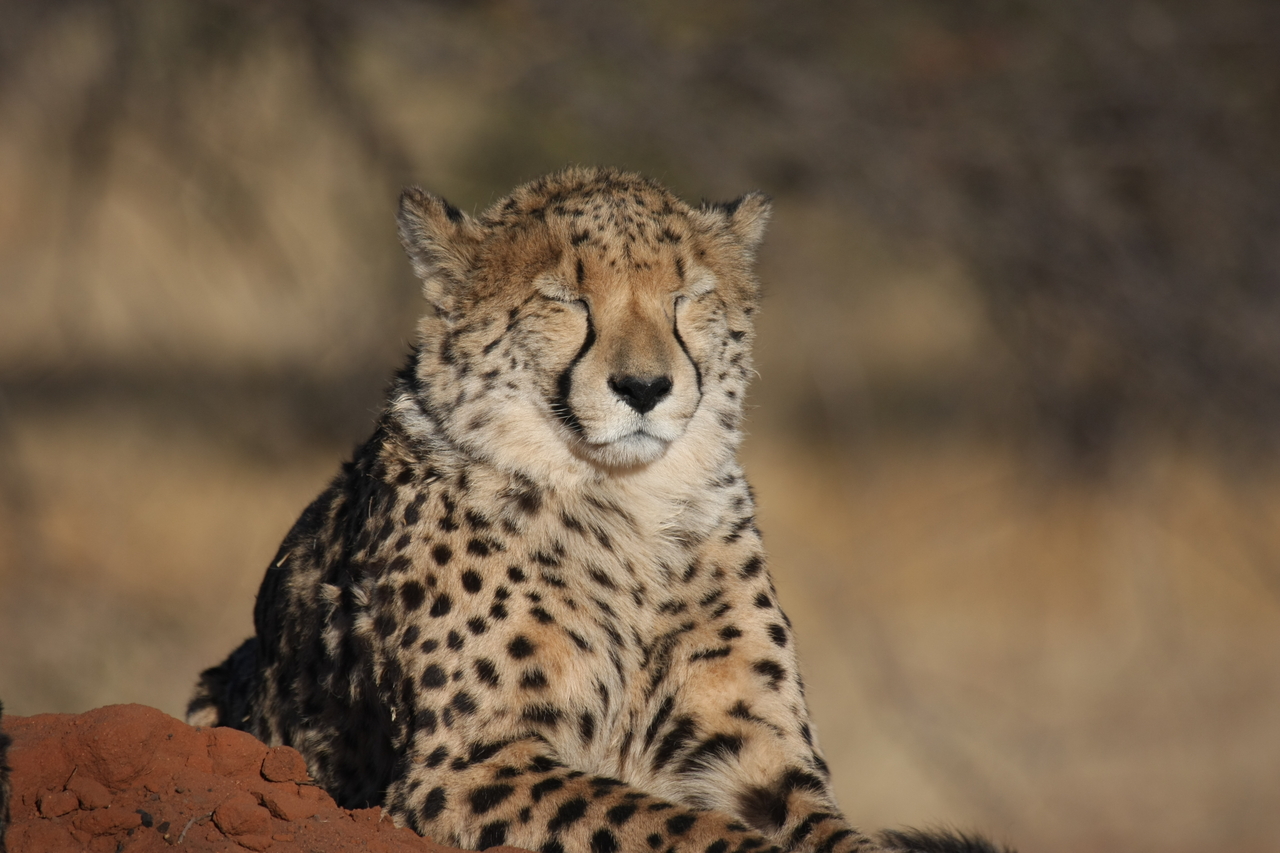 [7035] 2016_06_23_11_08_39_Africa_Canon_EOS_40D_IMG__00572.jpg