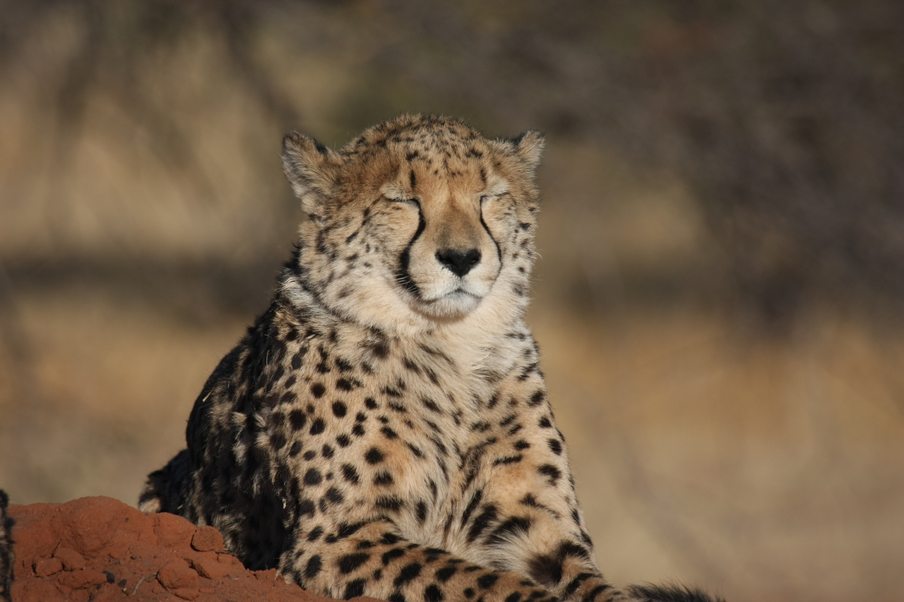 [7042] 2016_06_23_11_08_39_Africa_Canon_EOS_40D_IMG__08854.jpg