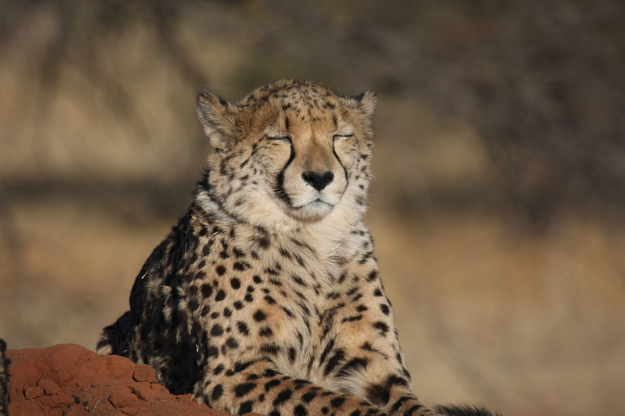 [7049] 2016_06_23_11_08_40_Africa_Canon_EOS_40D_IMG__08857.jpg
