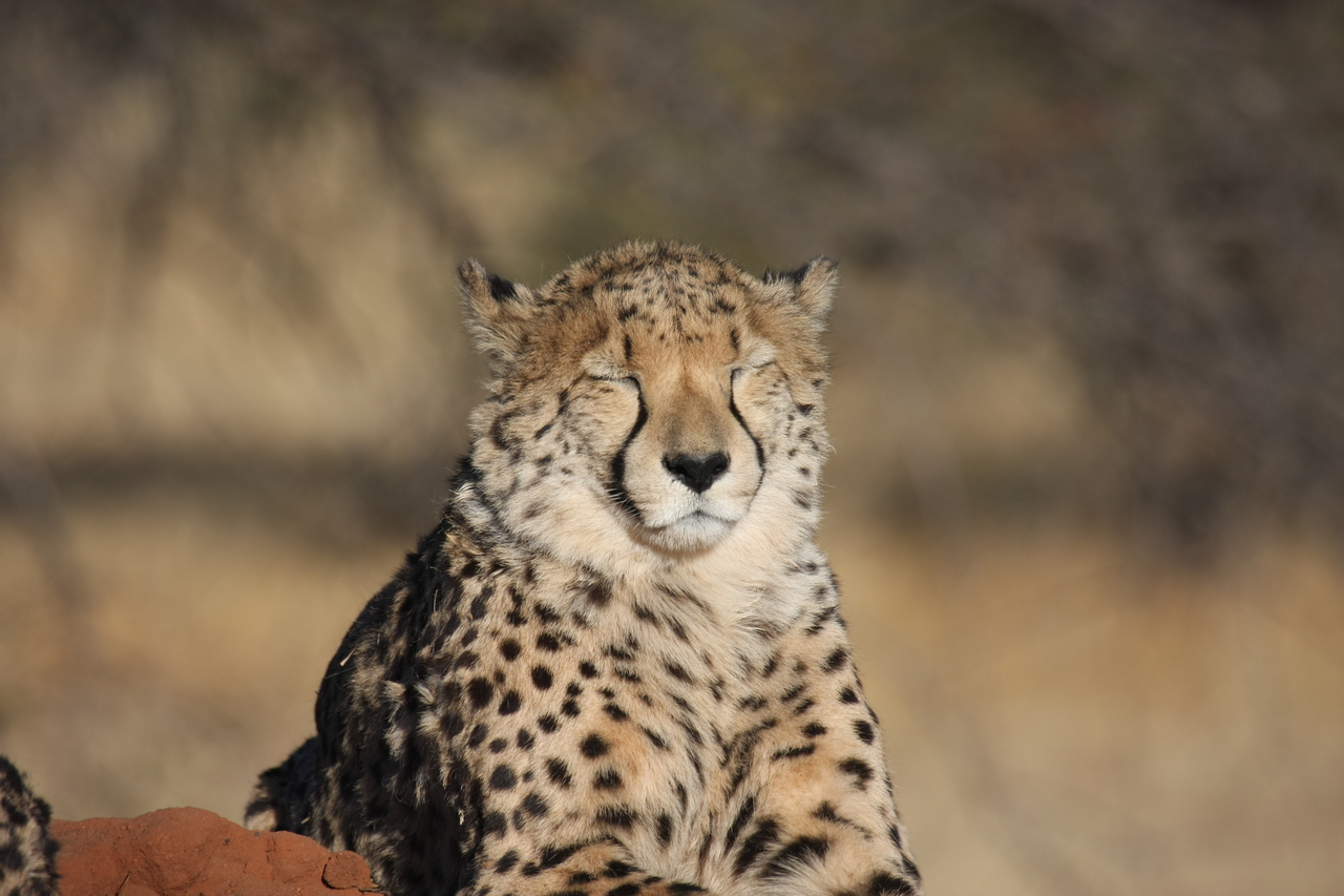 [7058] 2016_06_23_11_08_51_Africa_Canon_EOS_40D_IMG__08860.jpg