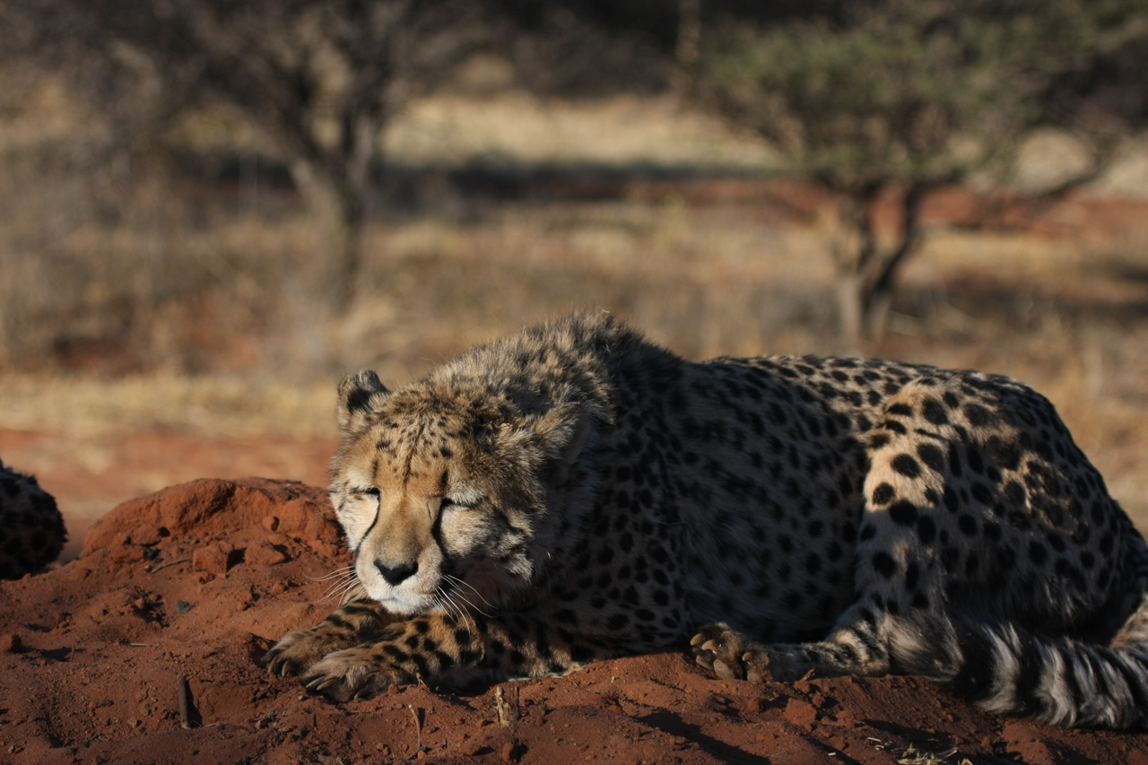 [7078] 2016_06_23_11_13_24_Africa_Canon_EOS_40D_IMG__00587.jpg
