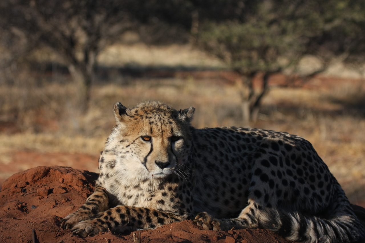 [7081] 2016_06_23_11_13_24_Africa_Canon_EOS_40D_IMG__08867.jpg