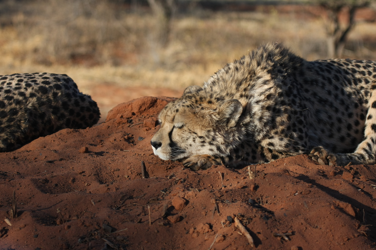 [7091] 2016_06_23_11_13_48_Africa_Canon_EOS_40D_IMG__00588.jpg