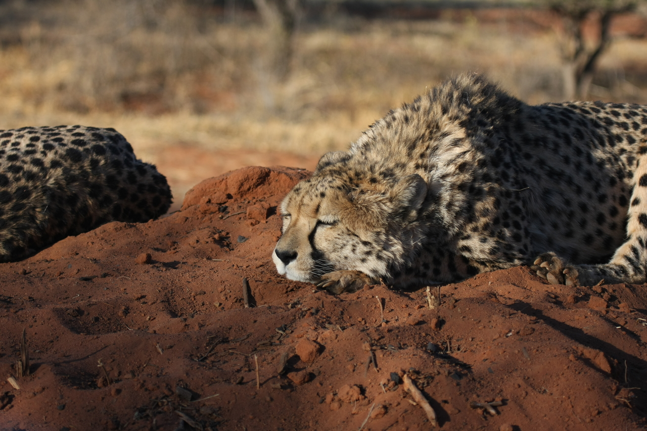 [7098] 2016_06_23_11_13_48_Africa_Canon_EOS_40D_IMG__08870.jpg