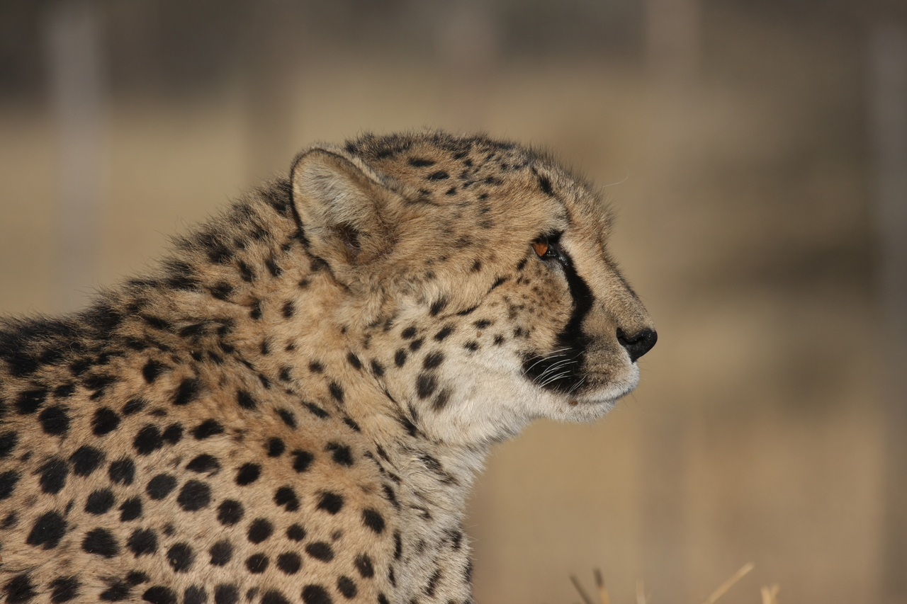 [7143] 2016_06_23_11_20_06_Africa_Canon_EOS_40D_IMG__00596.jpg