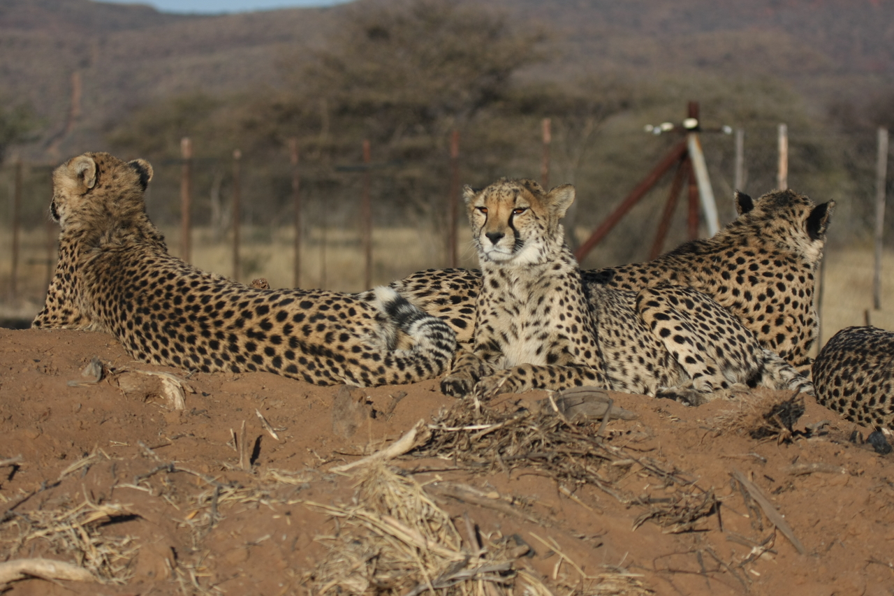 [7158] 2016_06_23_11_20_35_Africa_Canon_EOS_40D_IMG__08880.jpg