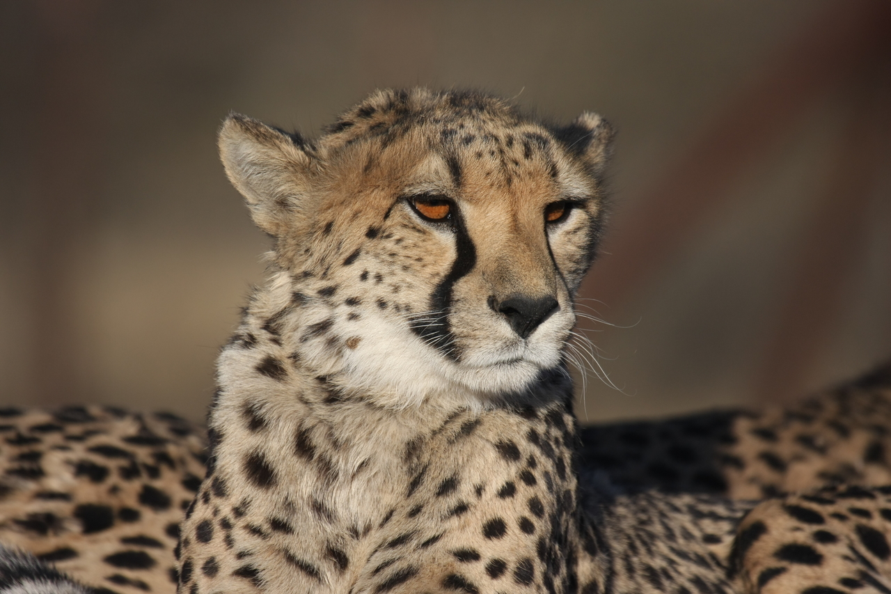 [7196] 2016_06_23_11_21_10_Africa_Canon_EOS_40D_IMG__00611.jpg