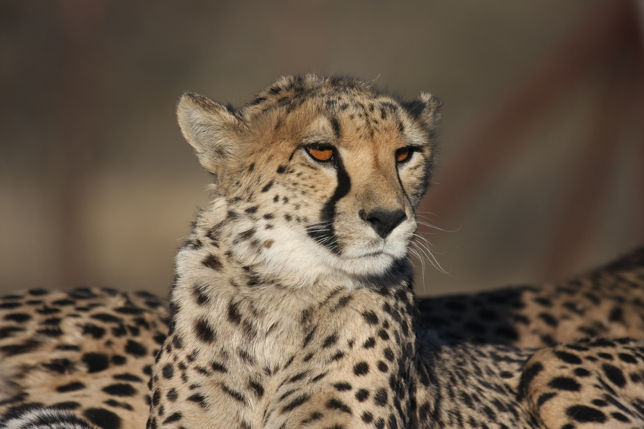 [7200] 2016_06_23_11_21_16_Africa_Canon_EOS_40D_IMG__00613.jpg