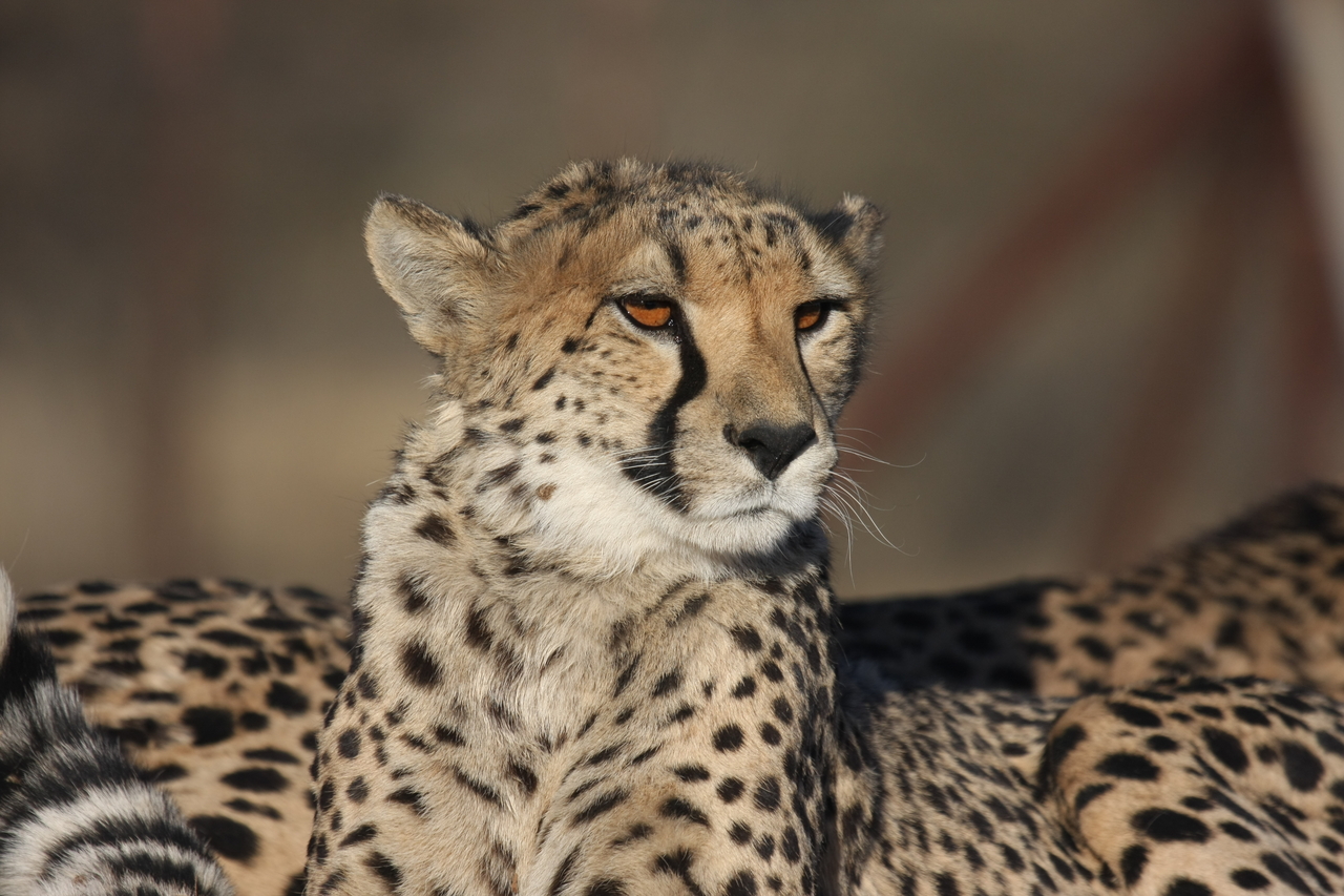 [7206] 2016_06_23_11_21_21_Africa_Canon_EOS_40D_IMG__00615.jpg