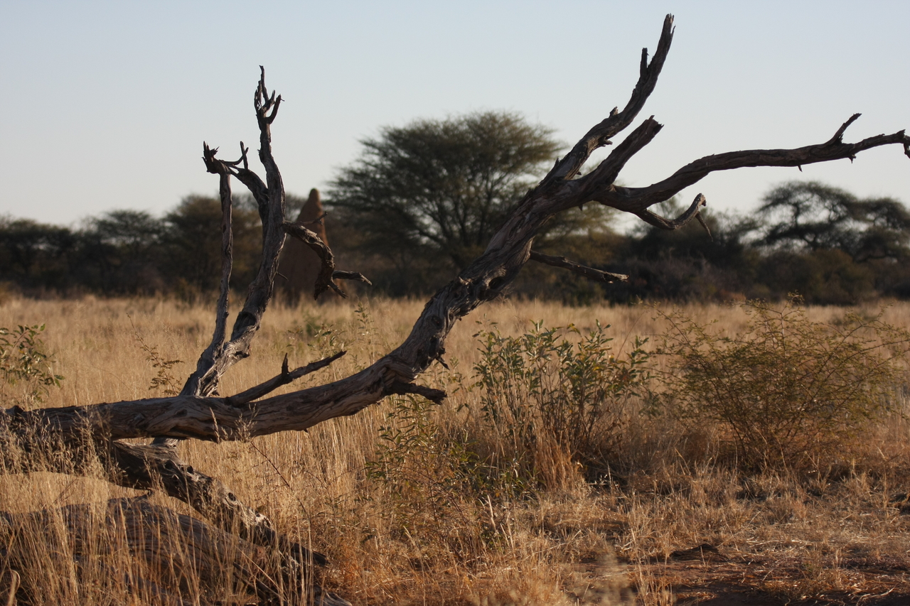 [7219] 2016_06_23_11_33_48_Africa_Canon_EOS_40D_IMG__01451.jpg