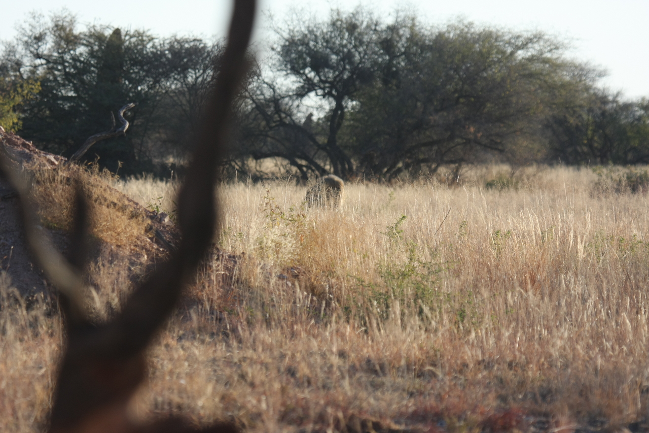 [7233] 2016_06_23_11_38_44_Africa_Canon_EOS_40D_IMG__08901.jpg