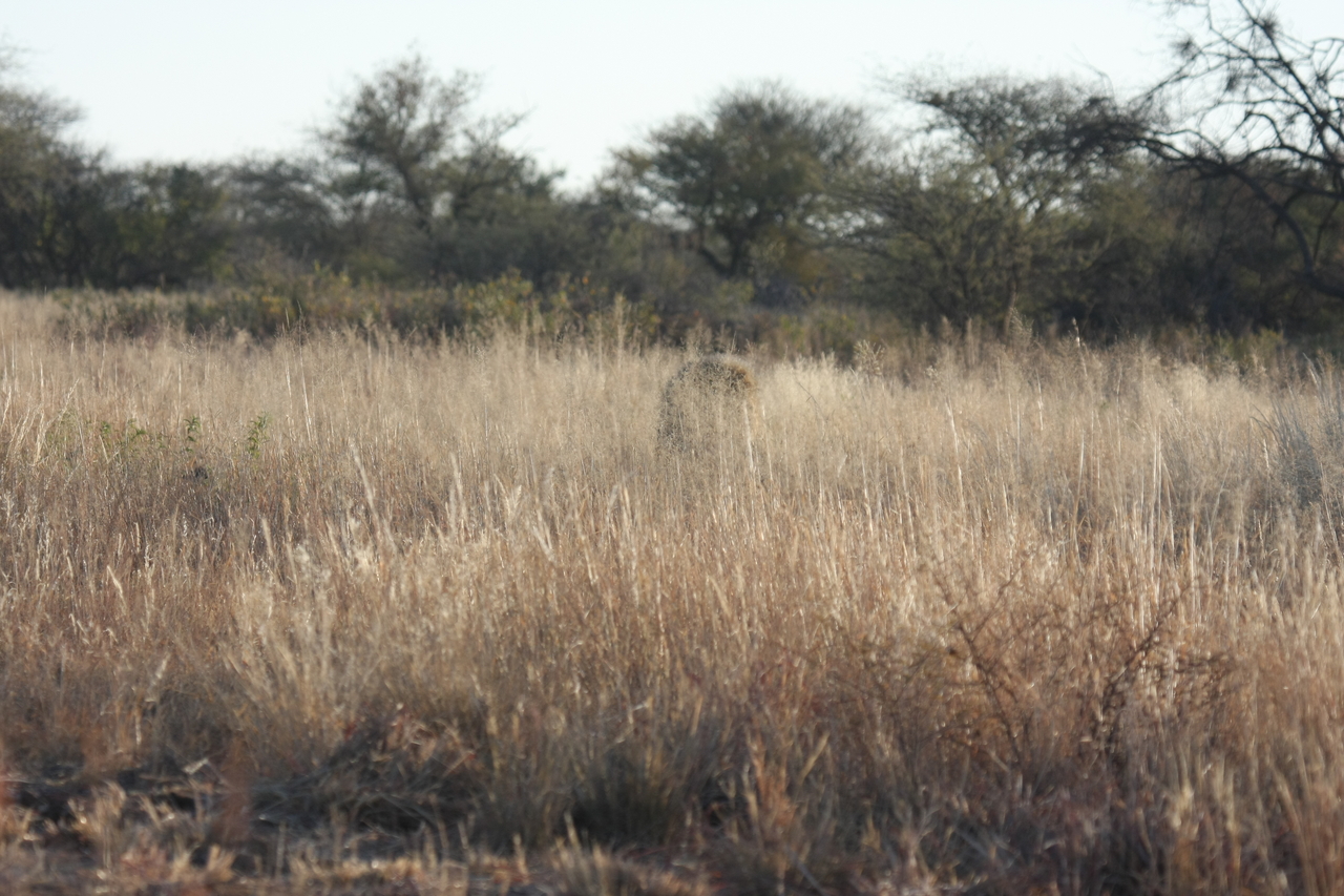 [7263] 2016_06_23_11_39_08_Africa_Canon_EOS_40D_IMG__00632.jpg