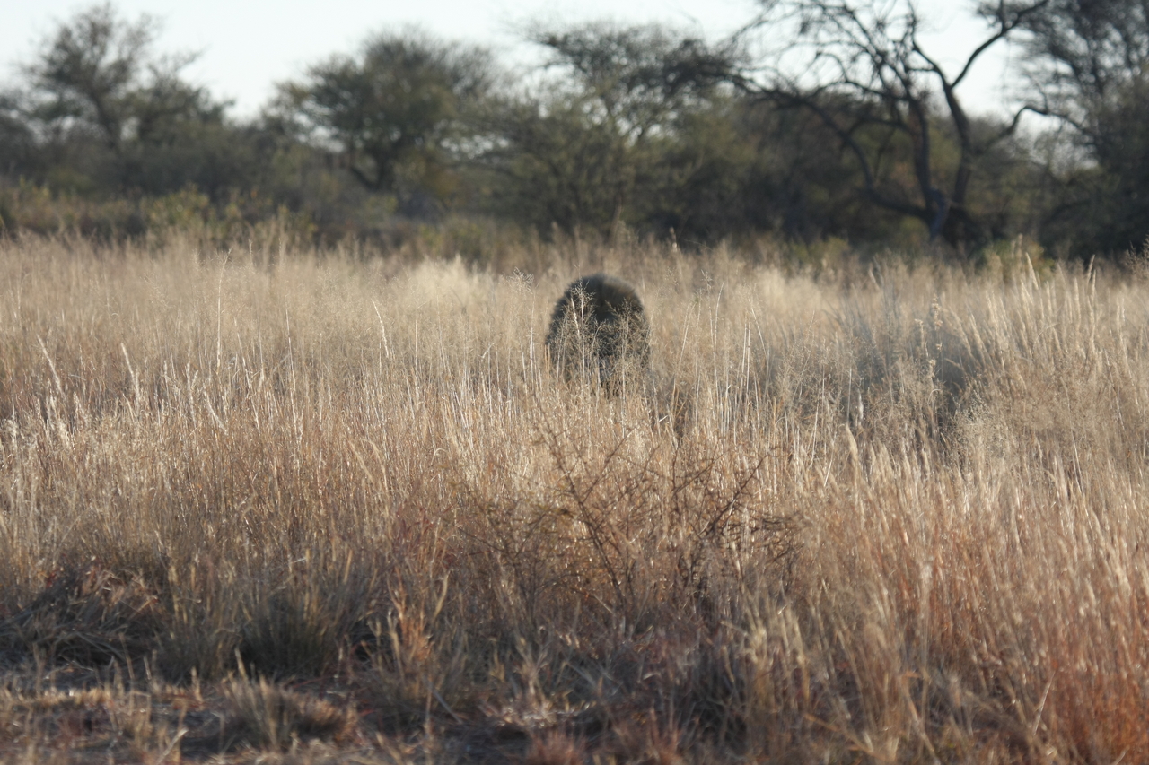 [7272] 2016_06_23_11_39_10_Africa_Canon_EOS_40D_IMG__01469.jpg
