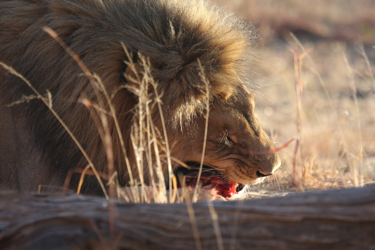 [7394] 2016_06_23_11_40_14_Africa_Canon_EOS_40D_IMG__08956.jpg