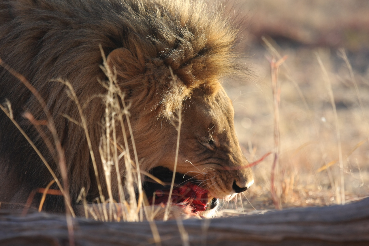 [7400] 2016_06_23_11_40_17_Africa_Canon_EOS_40D_IMG__08958.jpg