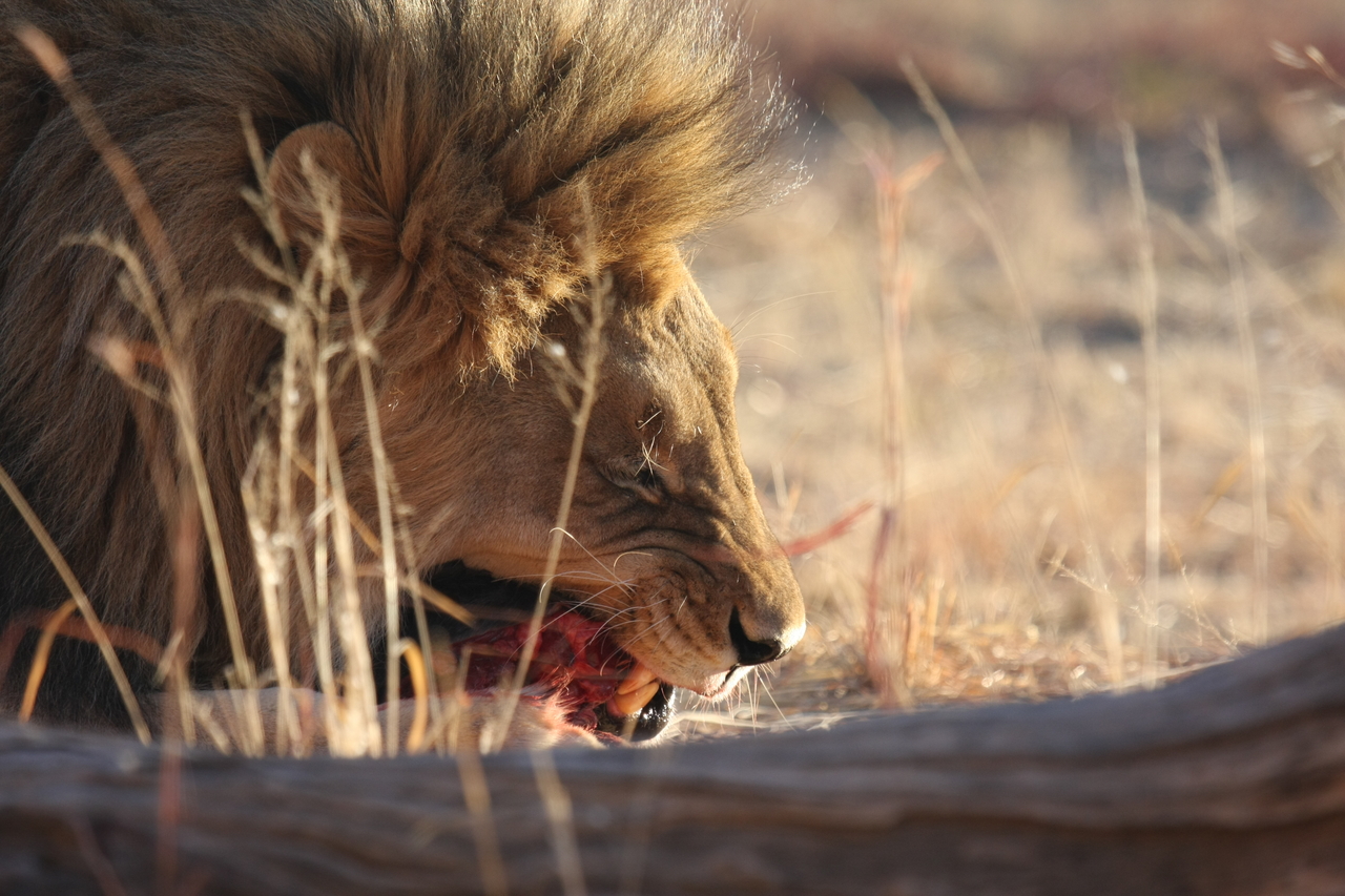 [7401] 2016_06_23_11_40_19_Africa_Canon_EOS_40D_IMG__00678.jpg