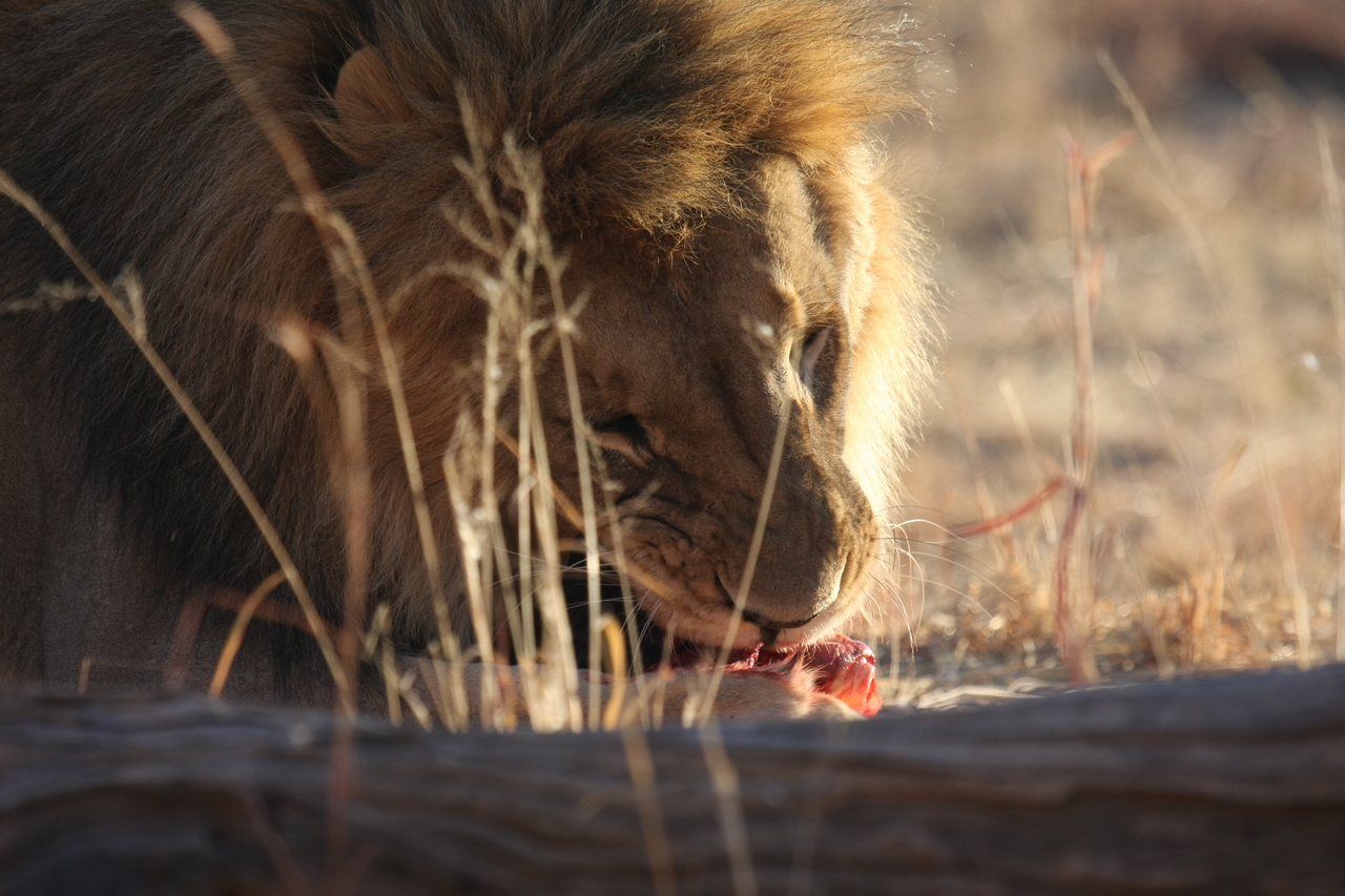 [7418] 2016_06_23_11_40_34_Africa_Canon_EOS_40D_IMG__08962.jpg