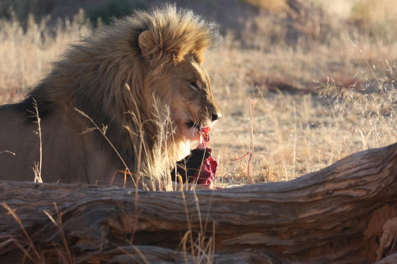 [7434] 2016_06_23_11_40_38_Africa_Canon_EOS_40D_IMG__08968.jpg