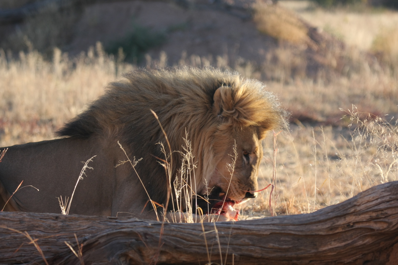 [7439] 2016_06_23_11_40_42_Africa_Canon_EOS_40D_IMG__08969.jpg