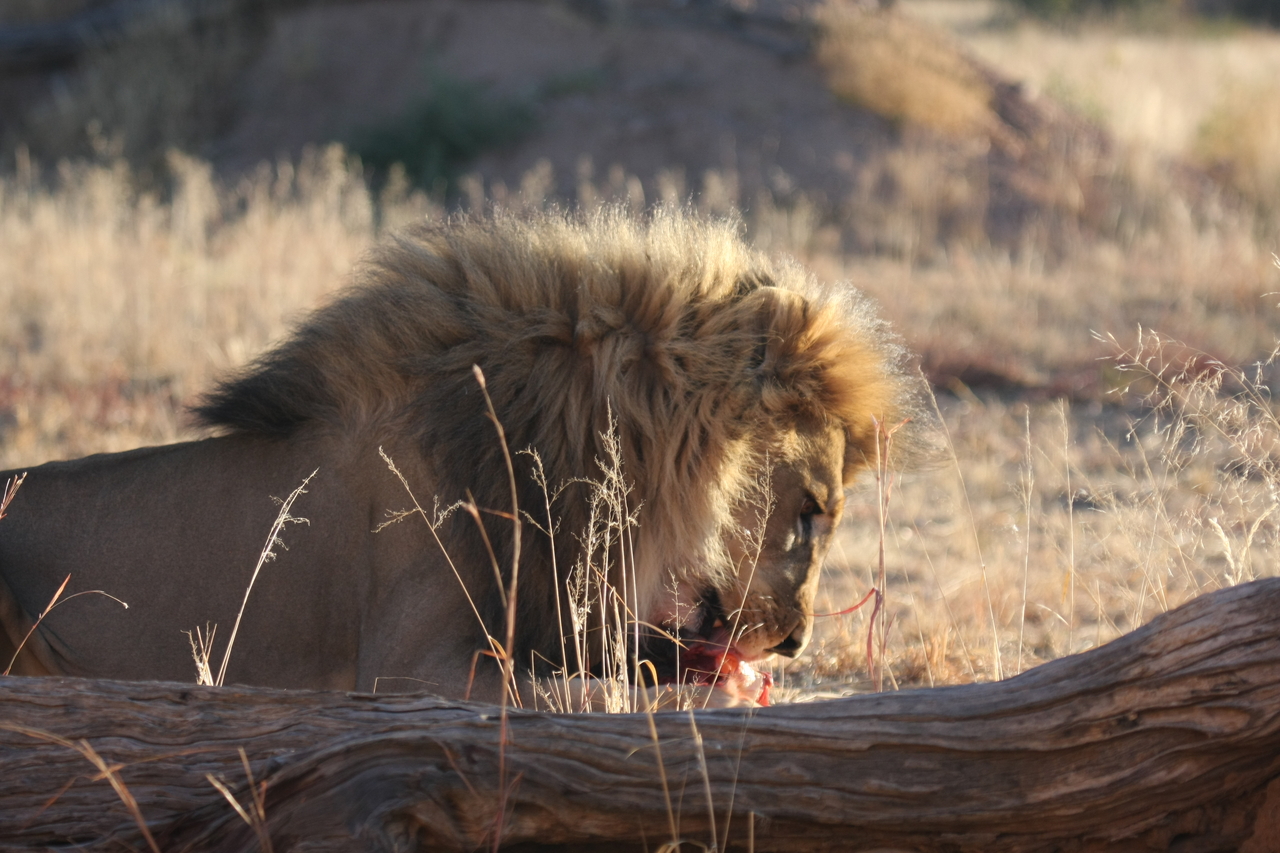 [7440] 2016_06_23_11_40_42_Africa_Canon_EOS_40D_IMG__08970.jpg
