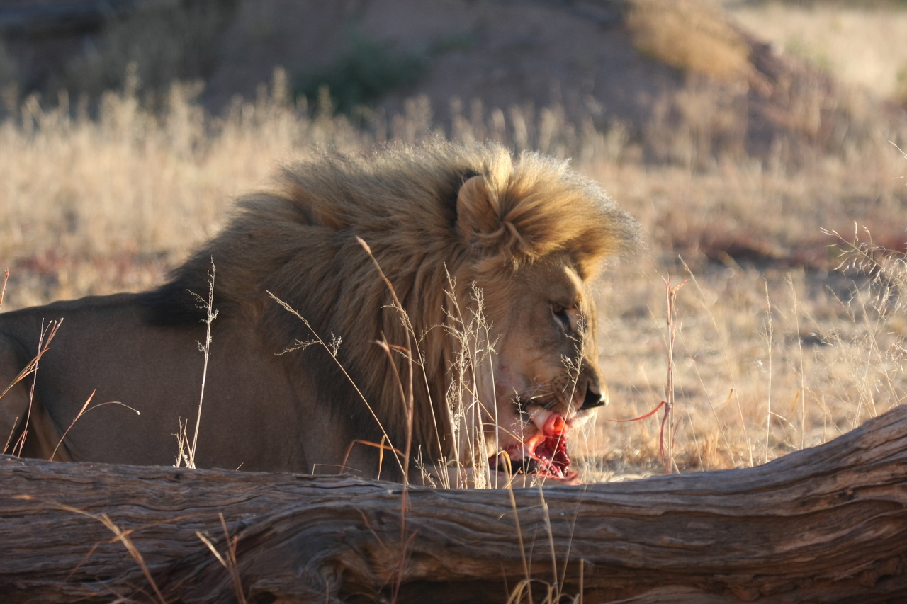 [7444] 2016_06_23_11_40_44_Africa_Canon_EOS_40D_IMG__01525.jpg