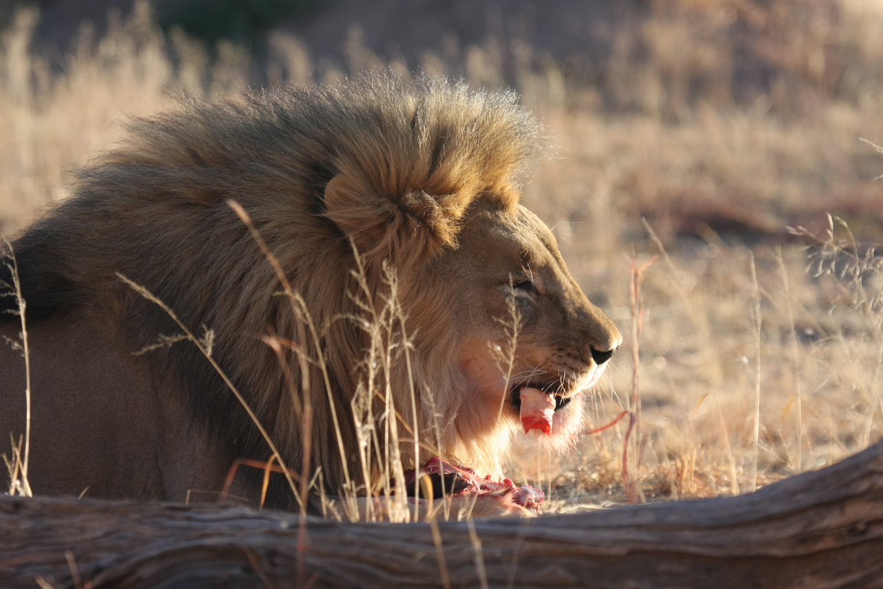 [7468] 2016_06_23_11_40_51_Africa_Canon_EOS_40D_IMG__01532.jpg