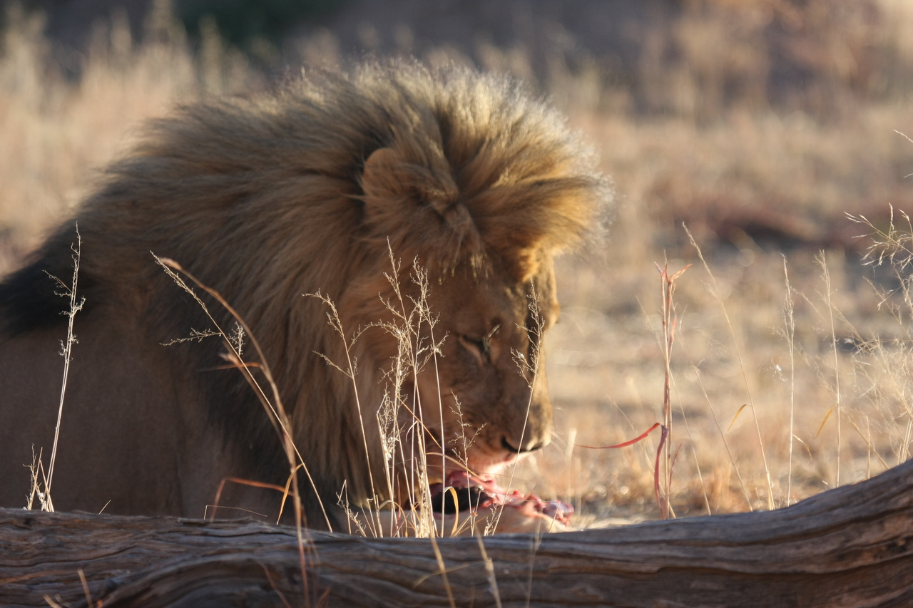 [7476] 2016_06_23_11_40_52_Africa_Canon_EOS_40D_IMG__08982.jpg