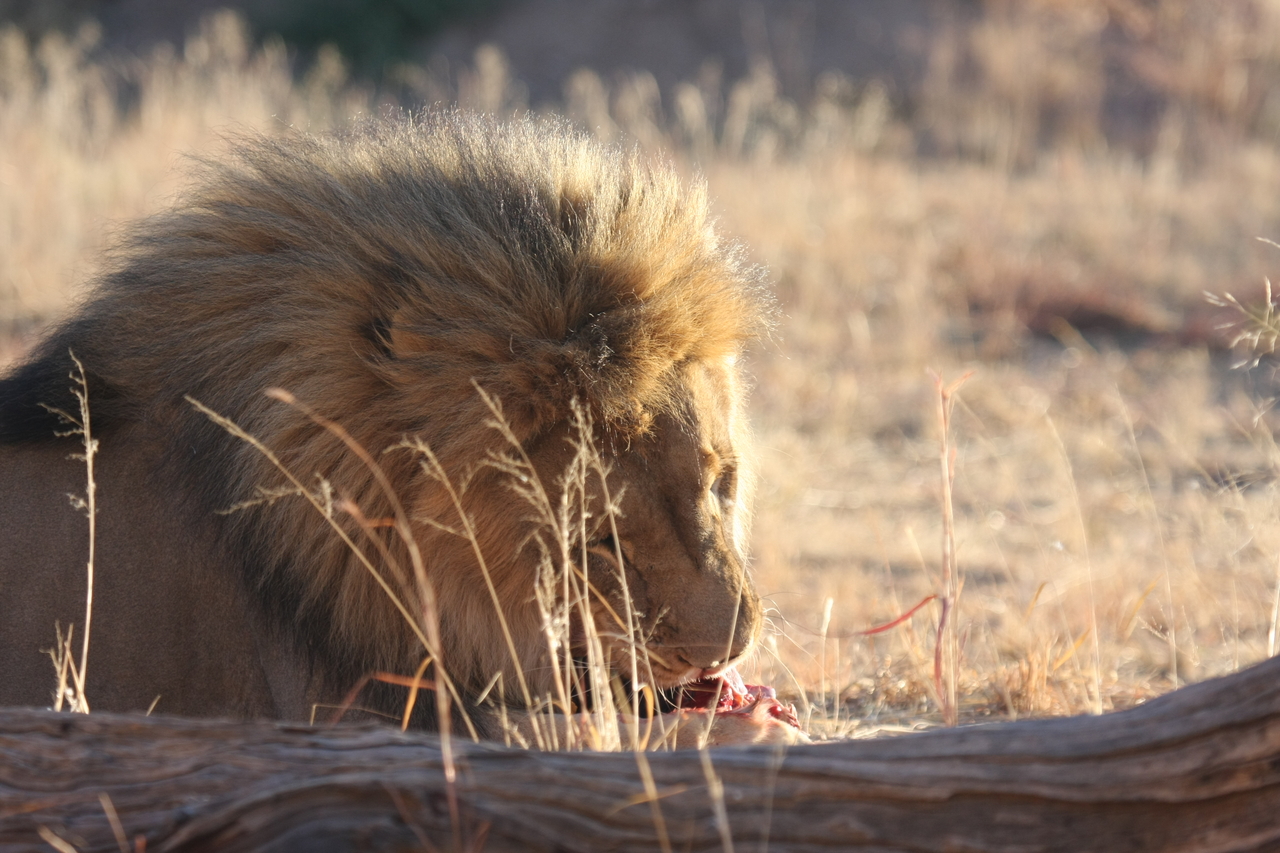 [7485] 2016_06_23_11_40_57_Africa_Canon_EOS_40D_IMG__08985.jpg