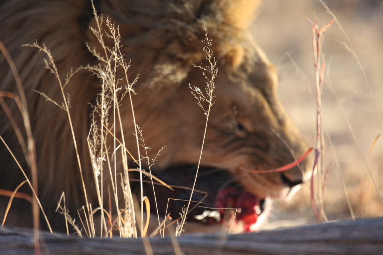[7500] 2016_06_23_11_41_07_Africa_Canon_EOS_40D_IMG__00709.jpg