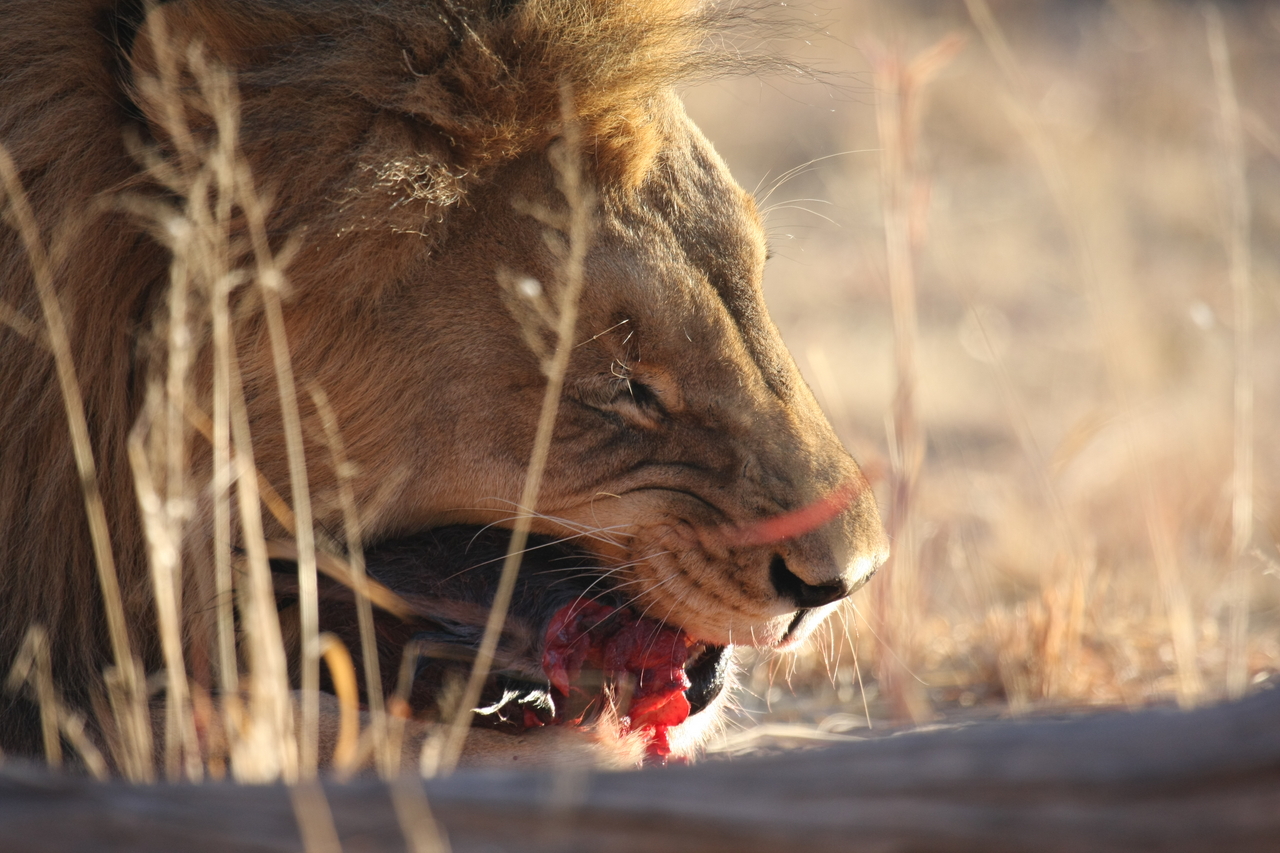 [7509] 2016_06_23_11_41_10_Africa_Canon_EOS_40D_IMG__00710.jpg