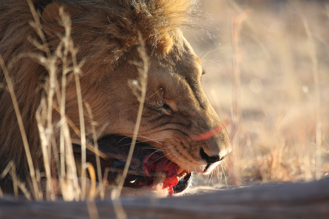 [7514] 2016_06_23_11_41_10_Africa_Canon_EOS_40D_IMG__01546.jpg
