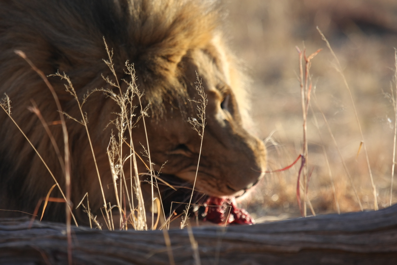 [7527] 2016_06_23_11_41_37_Africa_Canon_EOS_40D_IMG__01550.jpg