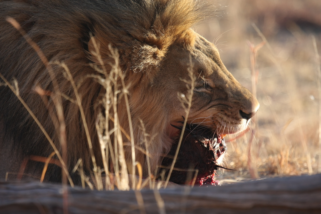 [7535] 2016_06_23_11_41_42_Africa_Canon_EOS_40D_IMG__01553.jpg