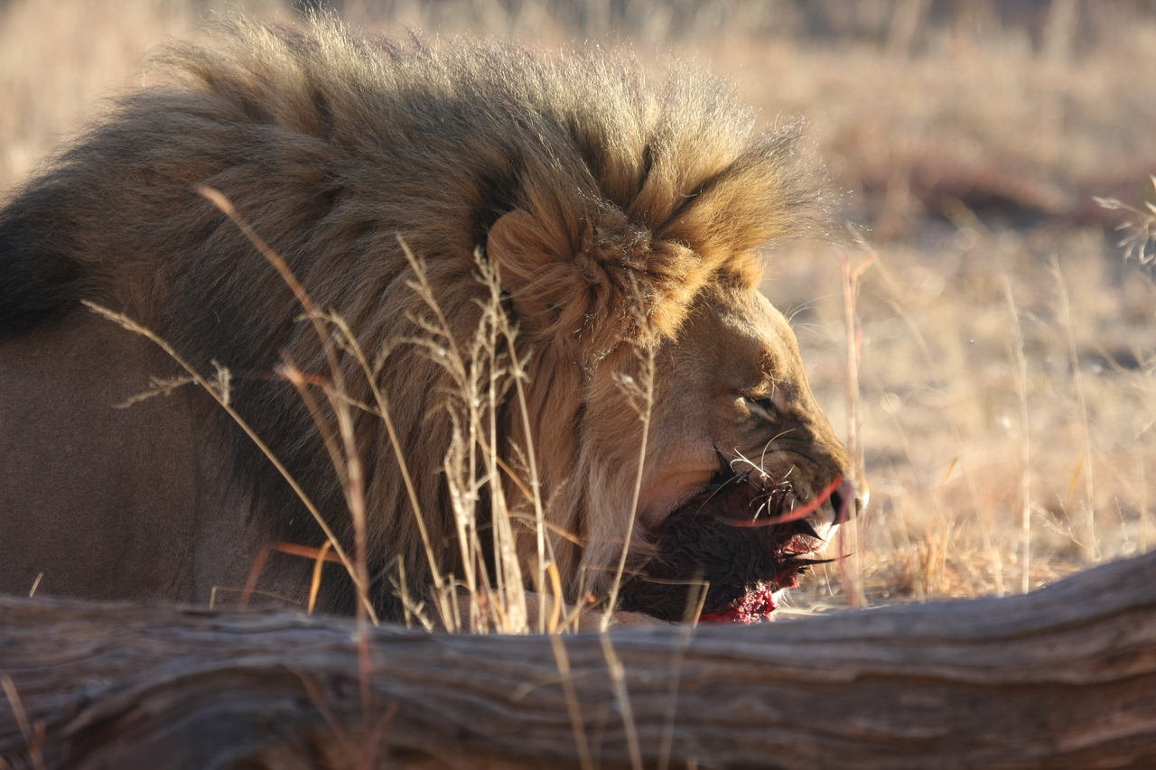 [7543] 2016_06_23_11_41_49_Africa_Canon_EOS_40D_IMG__01555.jpg