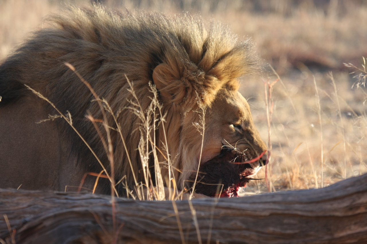 [7545] 2016_06_23_11_41_49_Africa_Canon_EOS_40D_IMG__09001.jpg