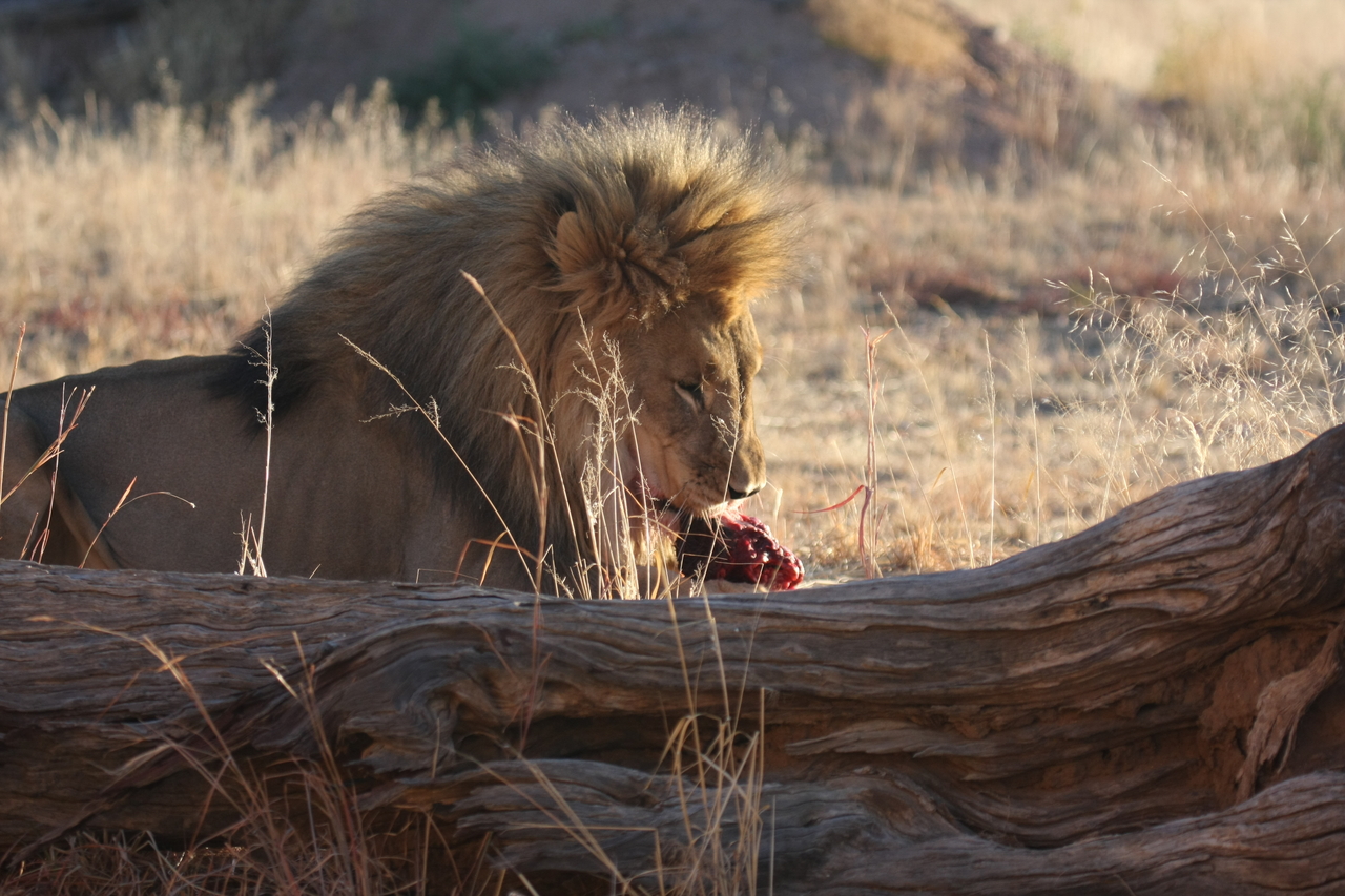 [7576] 2016_06_23_11_42_39_Africa_Canon_EOS_40D_IMG__01566.jpg