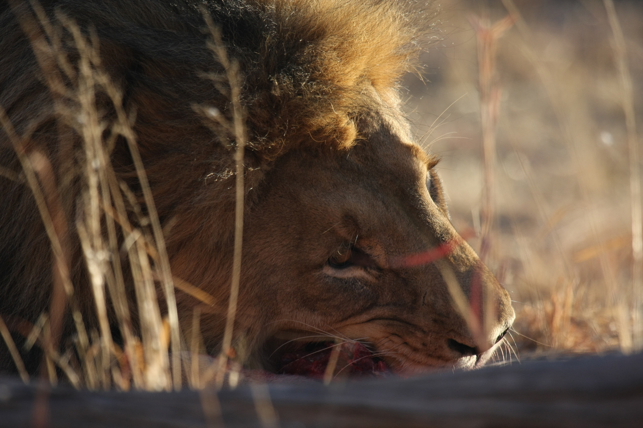 [7613] 2016_06_23_11_43_14_Africa_Canon_EOS_40D_IMG__00746.jpg