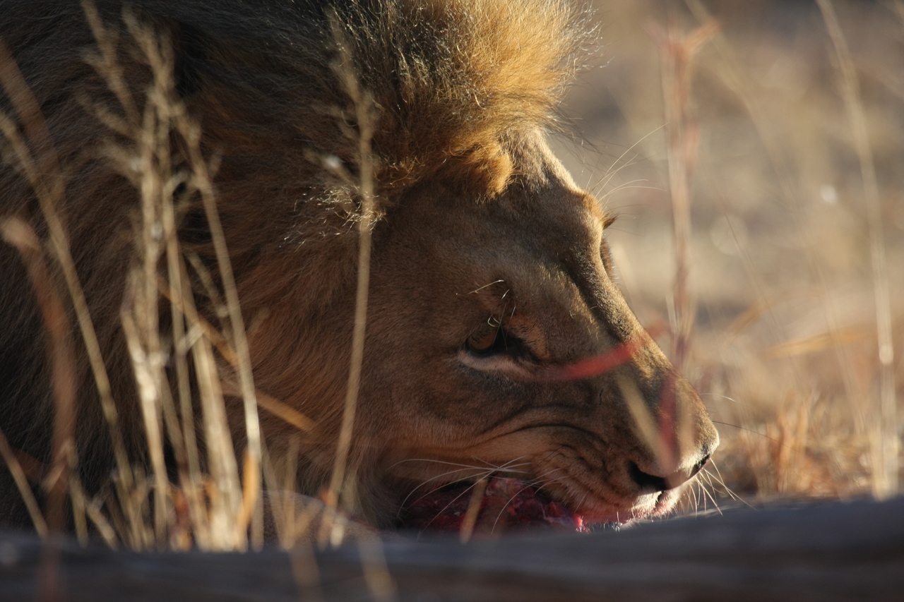 [7618] 2016_06_23_11_43_14_Africa_Canon_EOS_40D_IMG__09026.jpg