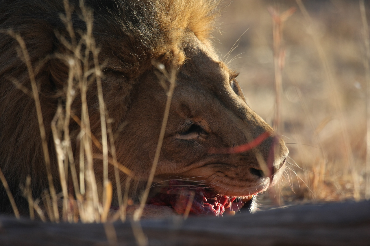 [7632] 2016_06_23_11_43_20_Africa_Canon_EOS_40D_IMG__00751.jpg