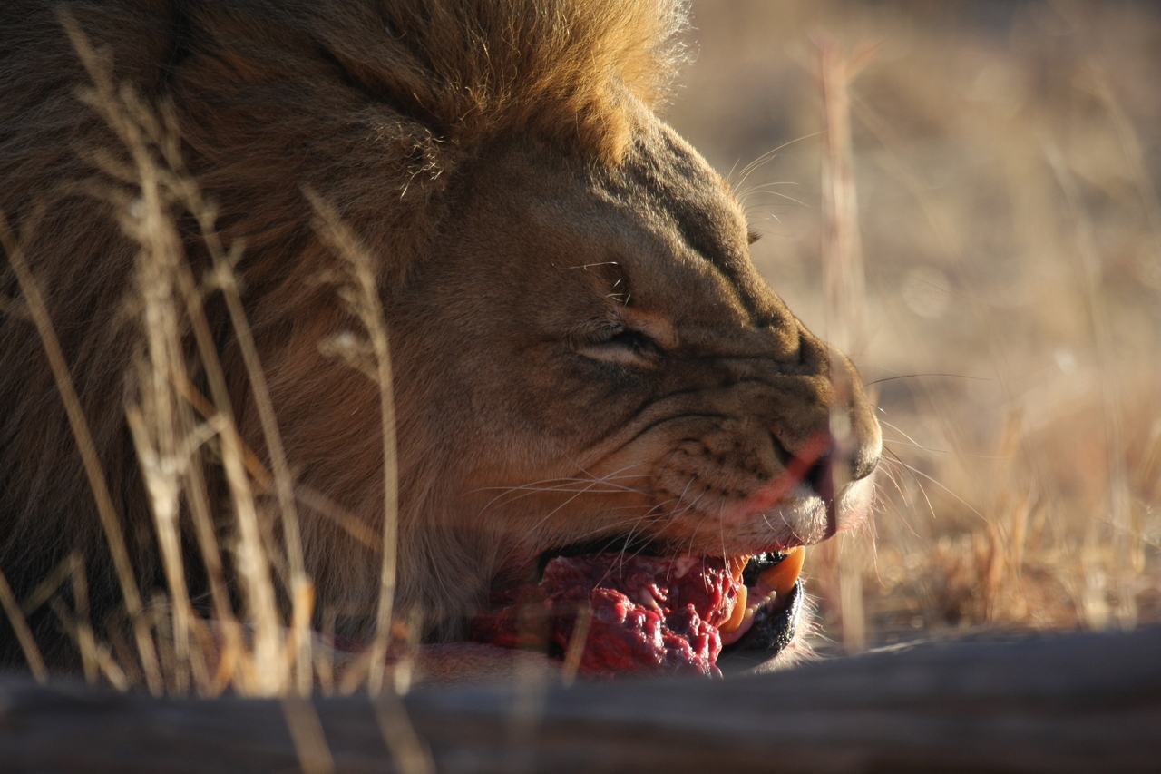 [7635] 2016_06_23_11_43_22_Africa_Canon_EOS_40D_IMG__00752.jpg