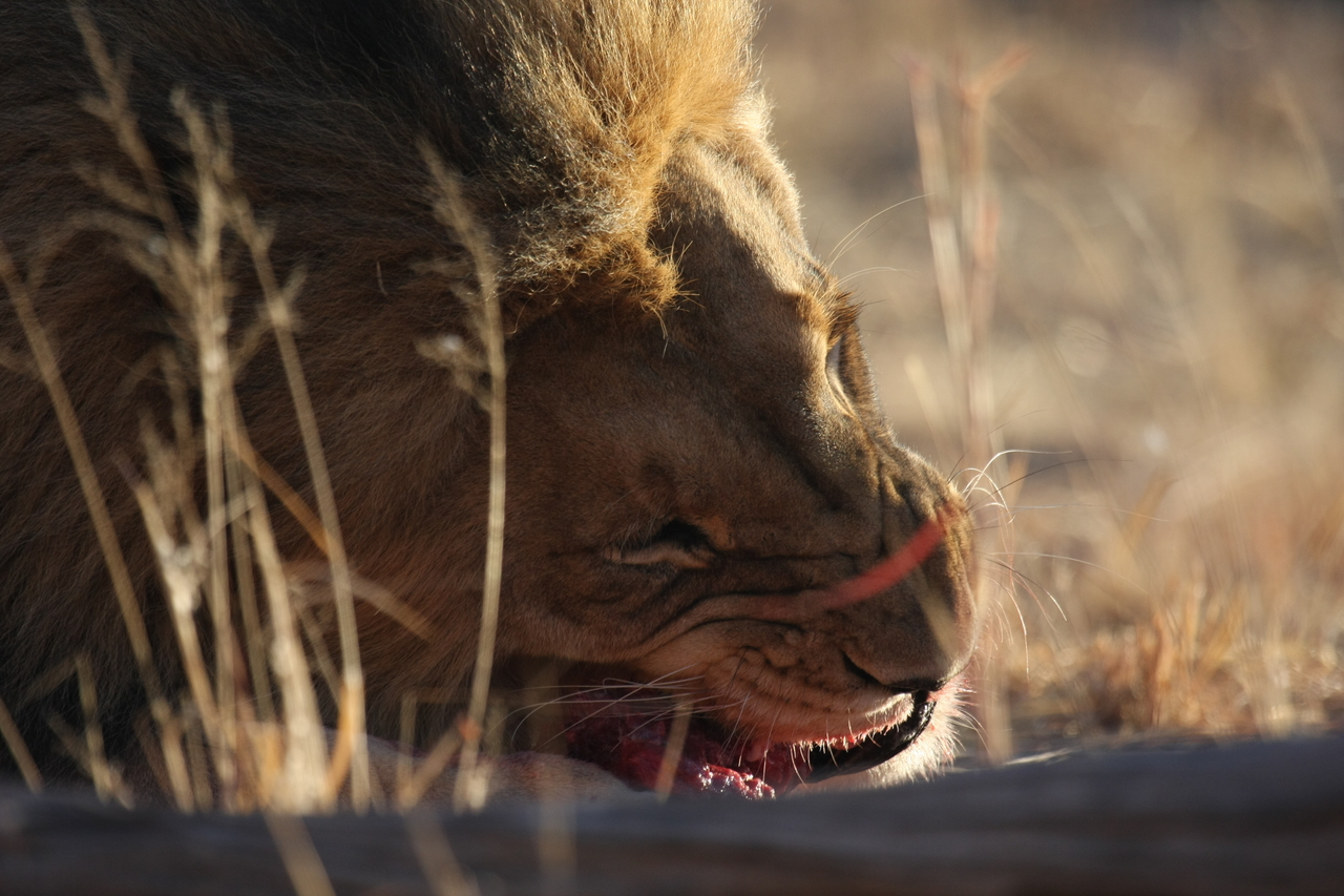 [7658] 2016_06_23_11_43_28_Africa_Canon_EOS_40D_IMG__09341.jpg