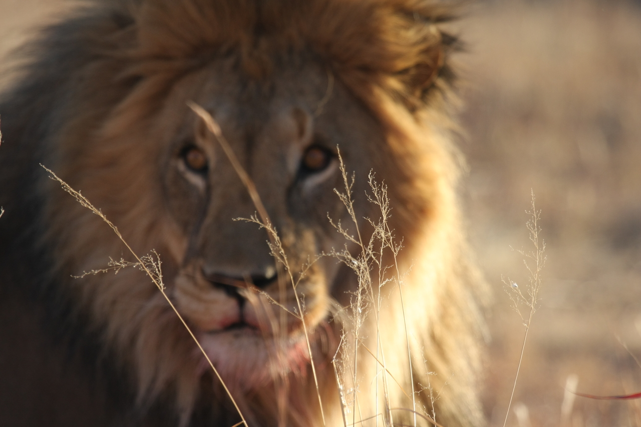 [7680] 2016_06_23_11_43_35_Africa_Canon_EOS_40D_IMG__00809.jpg