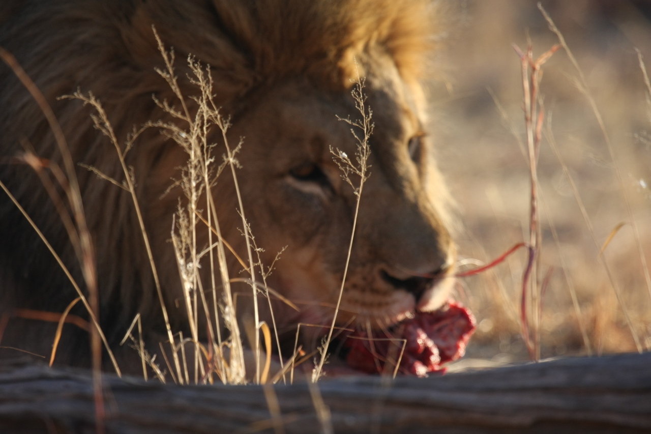 [7692] 2016_06_23_11_43_54_Africa_Canon_EOS_40D_IMG__00853.jpg