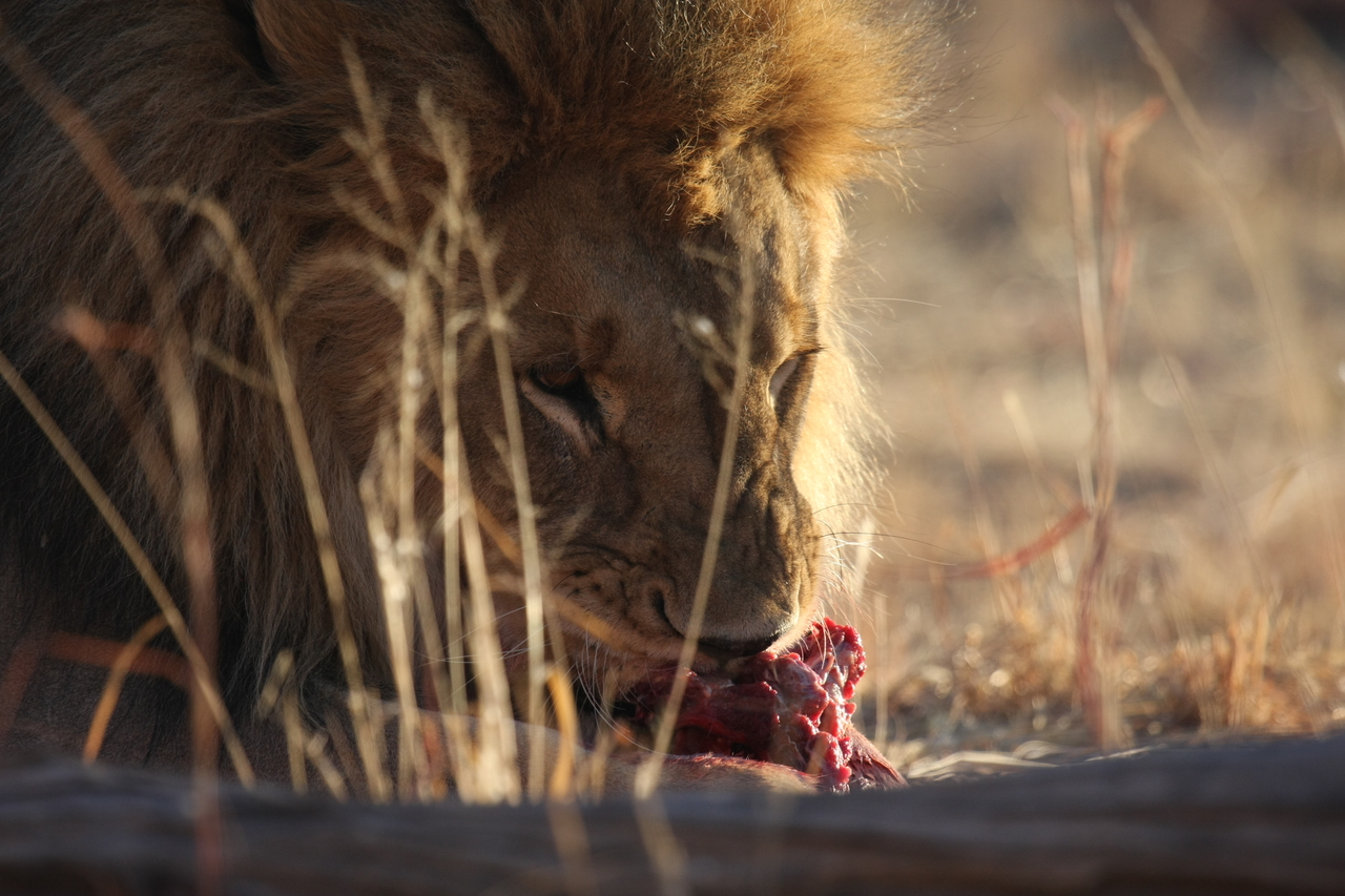 [7700] 2016_06_23_11_43_55_Africa_Canon_EOS_40D_IMG__00876.jpg
