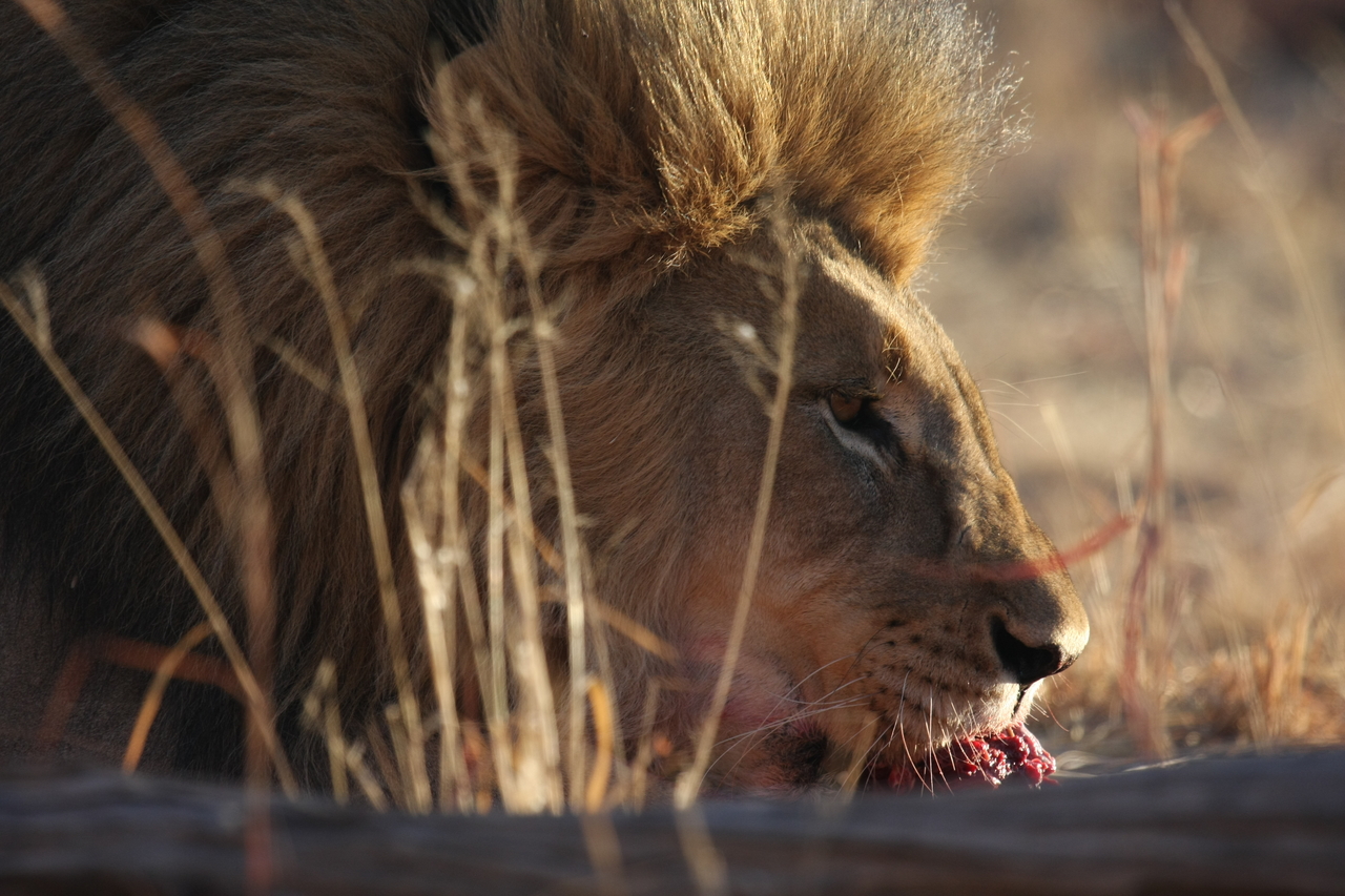 [7704] 2016_06_23_11_43_59_Africa_Canon_EOS_40D_IMG__00898.jpg