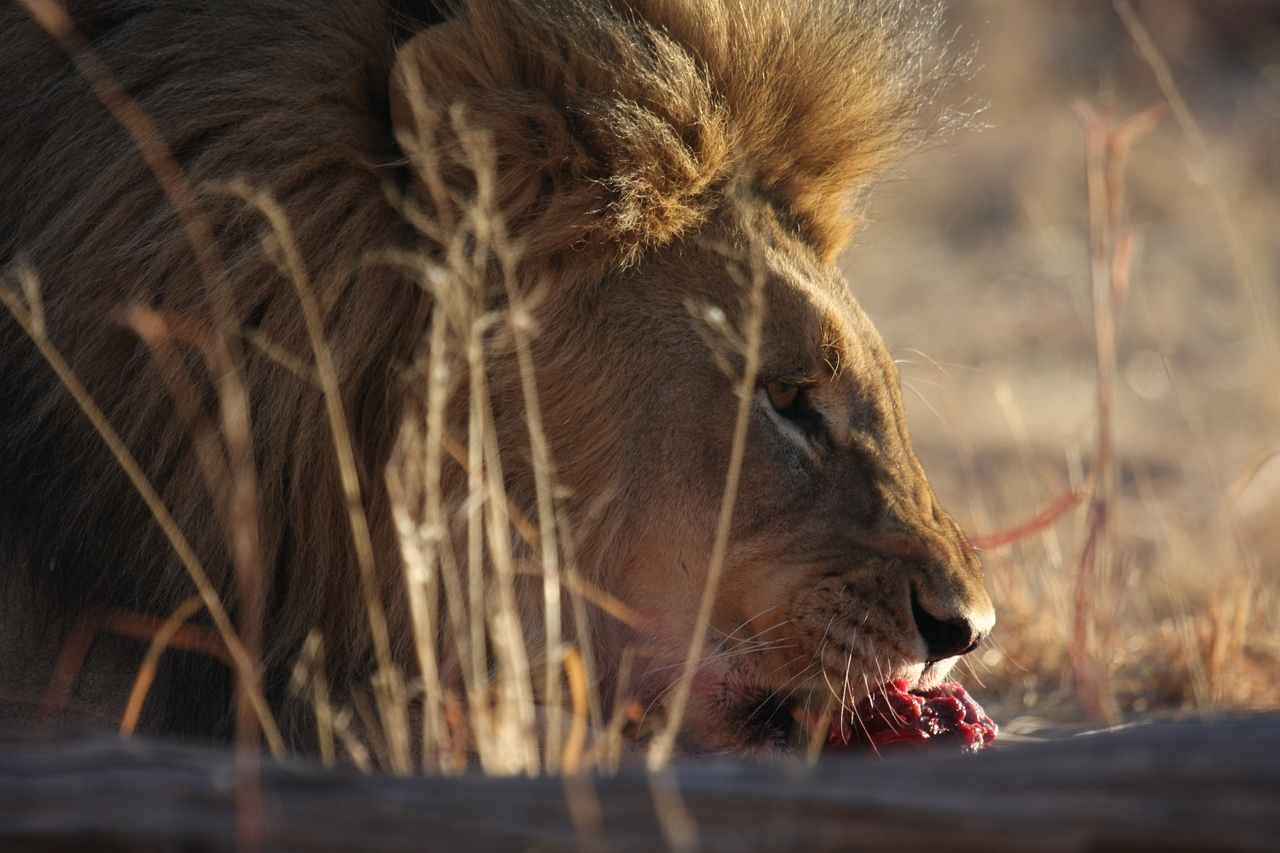 [7706] 2016_06_23_11_43_59_Africa_Canon_EOS_40D_IMG__01721.jpg