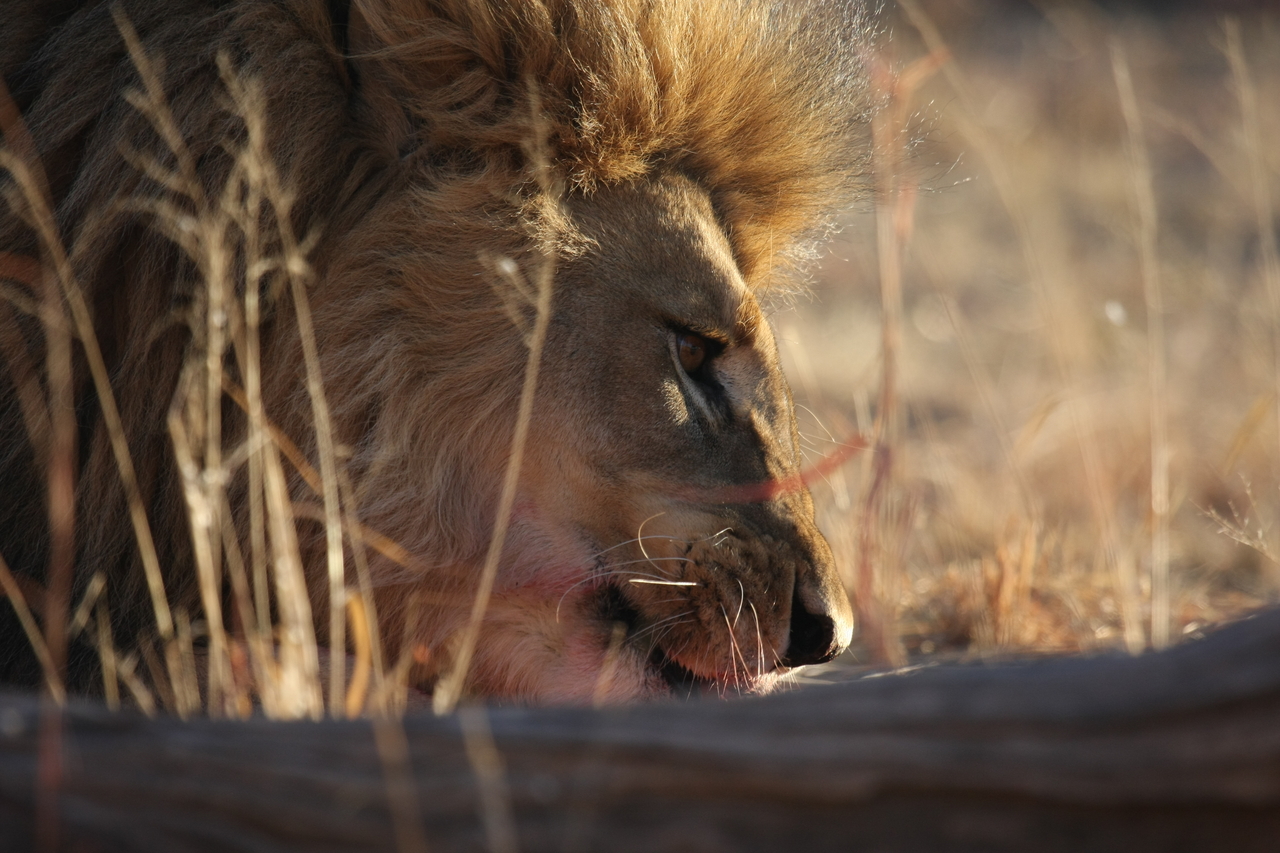 [7728] 2016_06_23_11_44_03_Africa_Canon_EOS_40D_IMG__09245.jpg