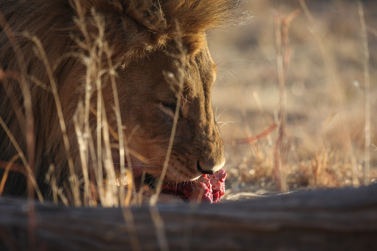 [7738] 2016_06_23_11_44_13_Africa_Canon_EOS_40D_IMG__09290.jpg